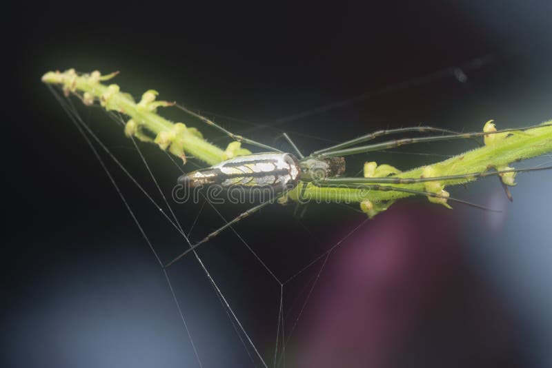 Winzige, langgezogene Grasspinne mit abflachtem Hintergrund. lizenzfreie stockfotografie