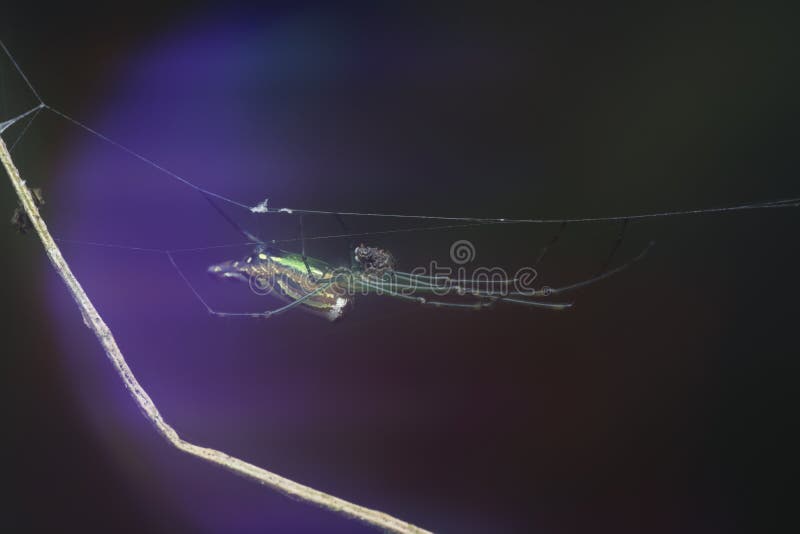 Winzige, langgezogene Grasspinne mit abflachtem Hintergrund. lizenzfreie stockfotos