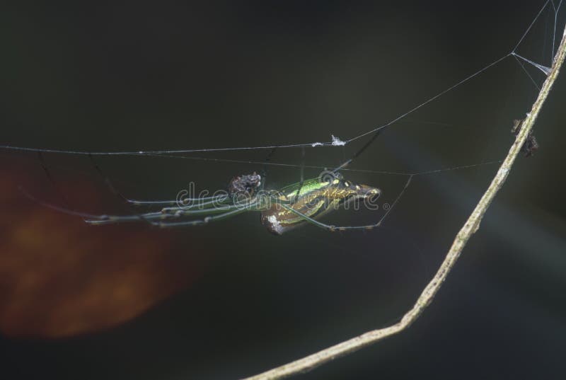 Winzige, langgezogene Grasspinne mit abflachtem Hintergrund. lizenzfreie stockbilder