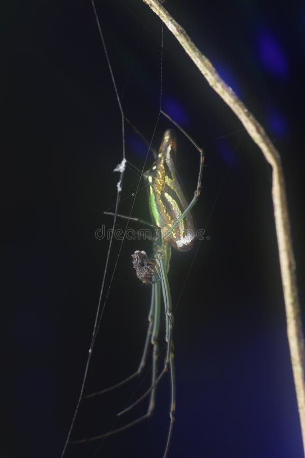 Winzige, langgezogene Grasspinne mit abflachtem Hintergrund. stockbild