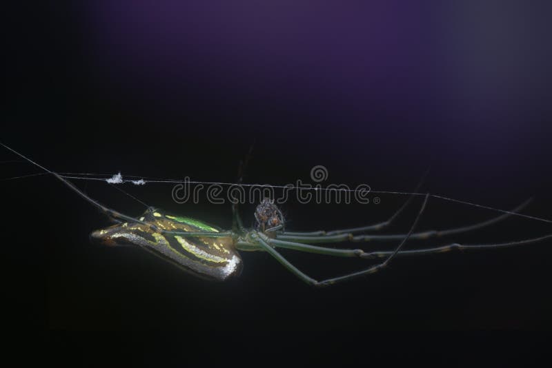 Winzige, langgezogene Grasspinne mit abflachtem Hintergrund. stockfotografie