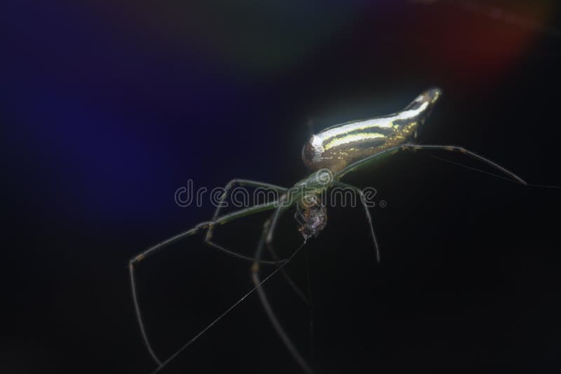 Winzige, langgezogene Grasspinne mit abflachtem Hintergrund. stockfoto