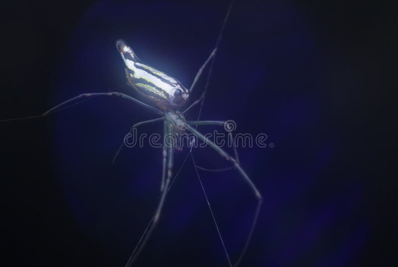 Winzige, langgezogene Grasspinne mit abflachtem Hintergrund. stockbilder