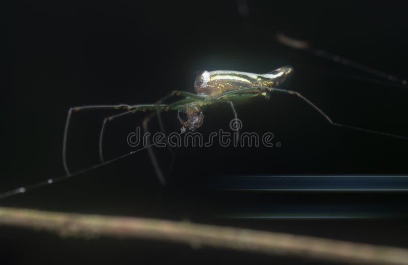 Winzige, langgezogene Grasspinne mit abflachtem Hintergrund. lizenzfreies stockbild