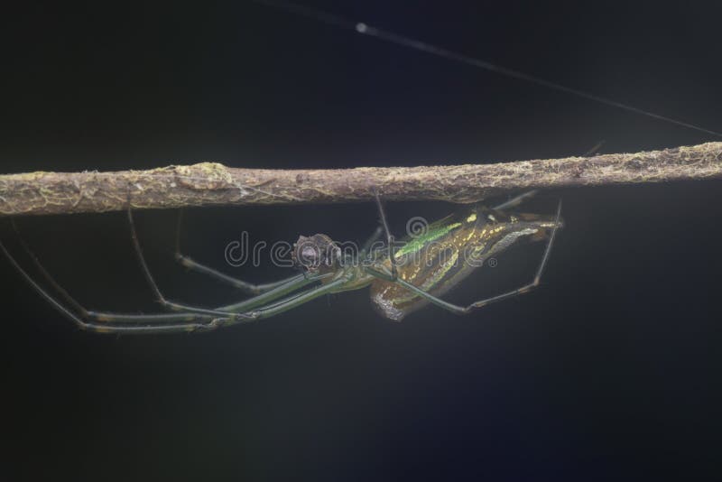 Winzige, langgezogene Grasspinne mit abflachtem Hintergrund. lizenzfreie stockfotos