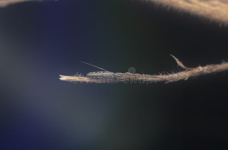 Winzige, langgezogene Grasspinne mit abflachtem Hintergrund. stockfotografie