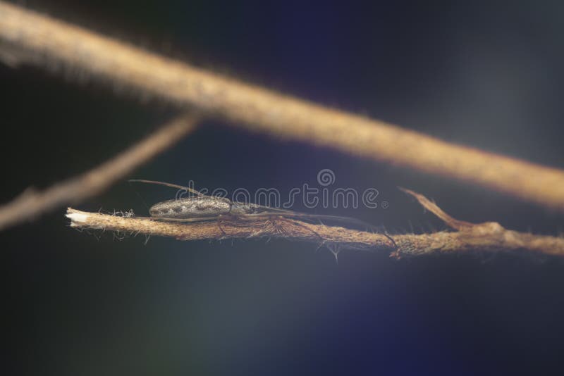 Winzige, langgezogene Grasspinne mit abflachtem Hintergrund. lizenzfreie stockbilder