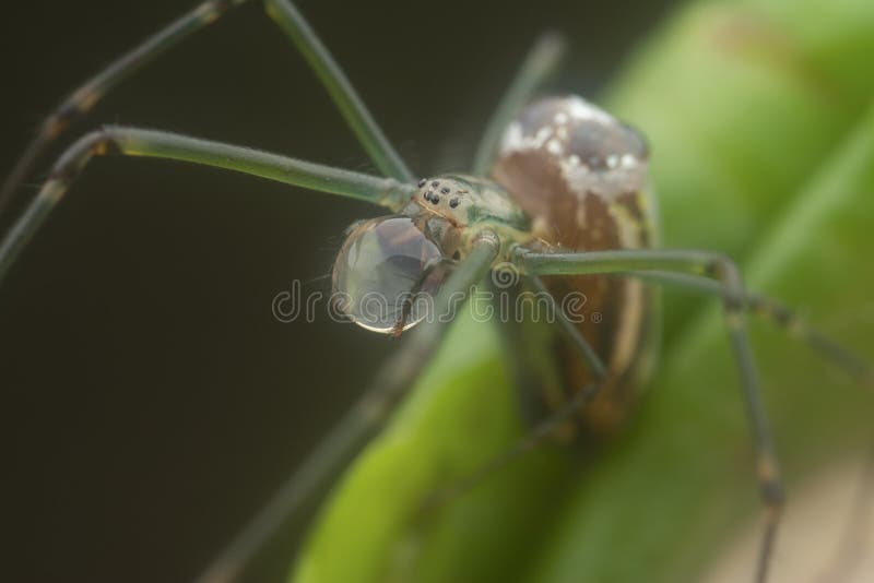 Winzige, langgezogene Grasspinne mit Wasserfall am Mund lizenzfreies stockfoto
