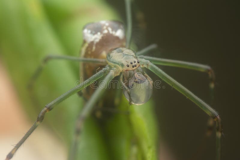 Winzige, langgezogene Grasspinne mit Wasserfall am Mund lizenzfreie stockfotos