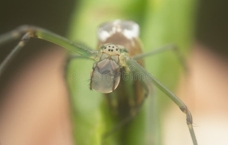 Winzige, langgezogene Grasspinne mit Wasserfall am Mund stockbilder