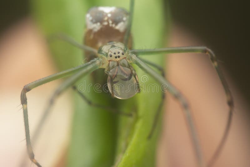 Winzige, langgezogene Grasspinne mit Wasserfall am Mund stockfoto