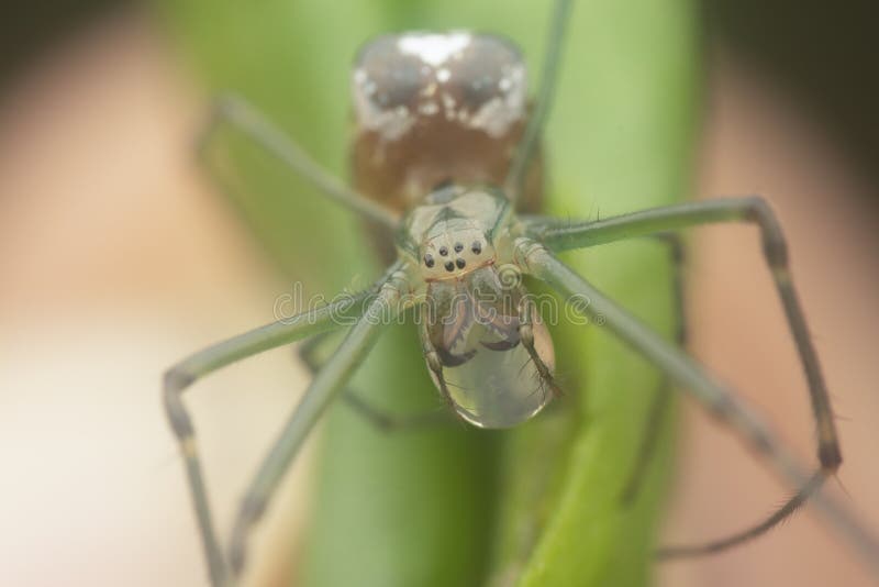 Winzige, langgezogene Grasspinne mit Wasserfall am Mund lizenzfreie stockbilder