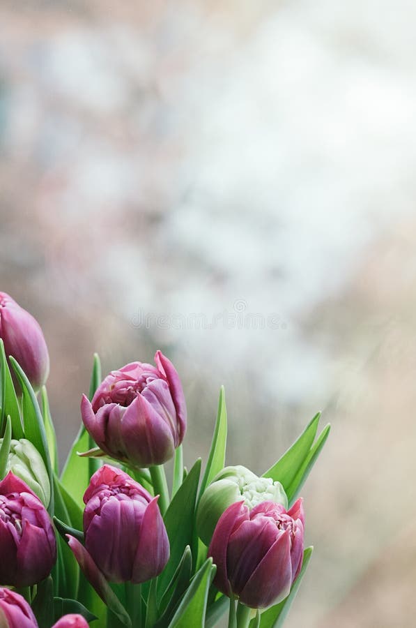 Wiosen menchii kwiatów zamazany abstrakcjonistyczny tło pionowo fotografia royalty free