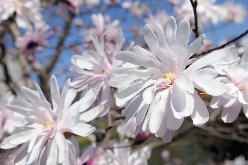 White flowers of star magnolia in early spring. White flowers of star magnolia in early spring