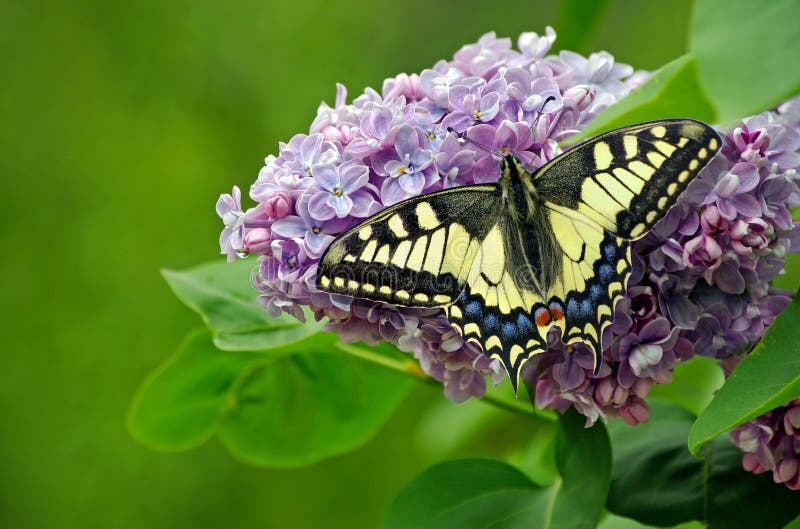 Wiosna jaskrawy kolorowy motyl na kwiatach bez gałąź w ogródzie w górę Kopii przestrzenie swallowtail motyl, papilio fotografia stock Wiosna jaskrawy kolorowy motyl na kwiatach bez gałąź w ogródzie w górę Kopii przestrzenie swallowtail motyl, papilio fotografia stock