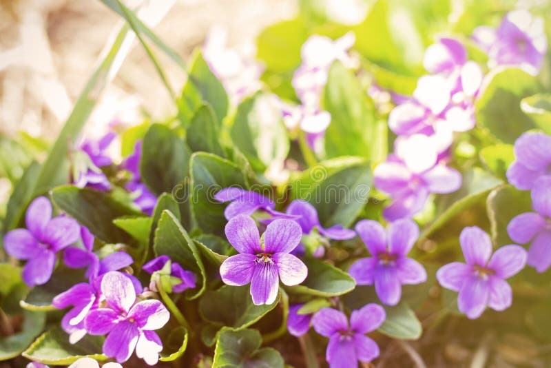Wiosna kwiat pierwszy kwitnie małych purpurowych kwiaty fotografia stock Wiosna kwiat pierwszy kwitnie małych purpurowych kwiaty fotografia stock