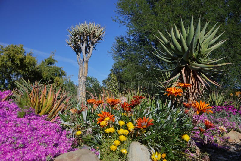 Wiosna kwiat w Kalifornia przy Taft ogródami botanicznymi, Ojai C