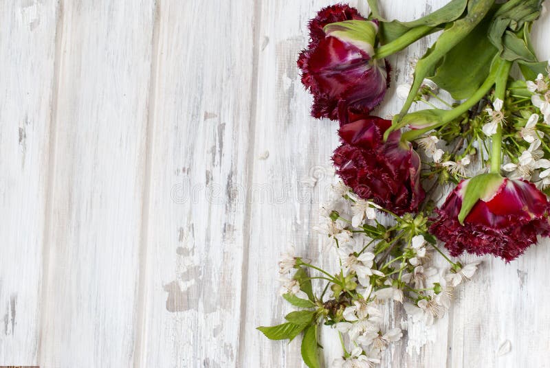 Wiosna kwitnie czerwonych tulipany i sprig czereśniowi okwitnięcia obraz stock Wiosna kwitnie czerwonych tulipany i sprig czereśniowi okwitnięcia obraz stock