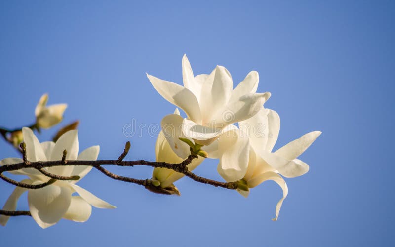 Wiosna kwitnie serie, Magnoliowy drzewny okwitnięcie obrazy stock Wiosna kwitnie serie, Magnoliowy drzewny okwitnięcie obrazy stock