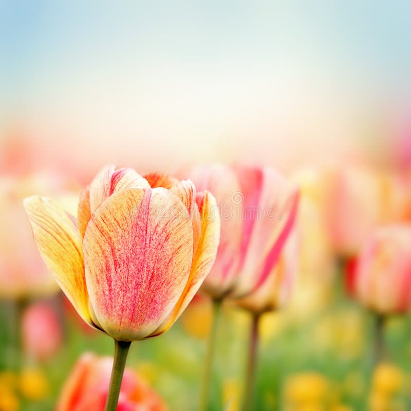 Wiosna tulipanu kwiaty zdjęcia stock Wiosna tulipanu kwiaty zdjęcia stock
