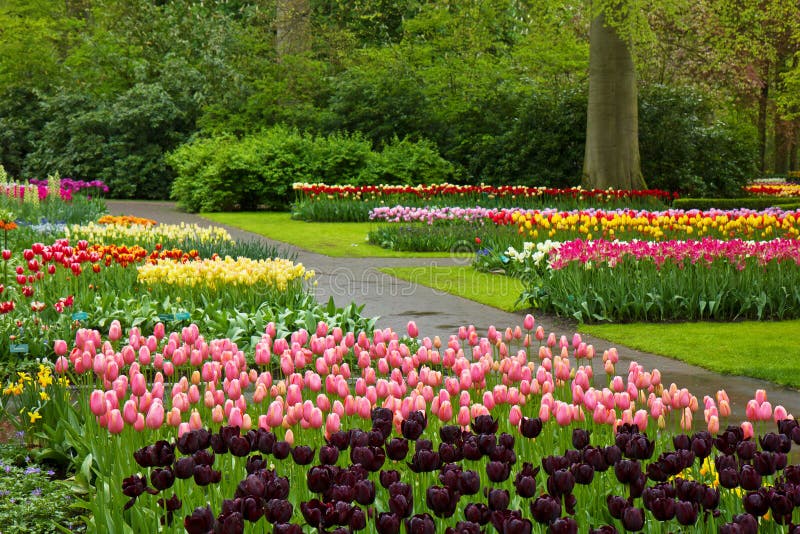 Wiosna tulipany Keukenhof obraz royalty free Wiosna tulipany Keukenhof obraz royalty free