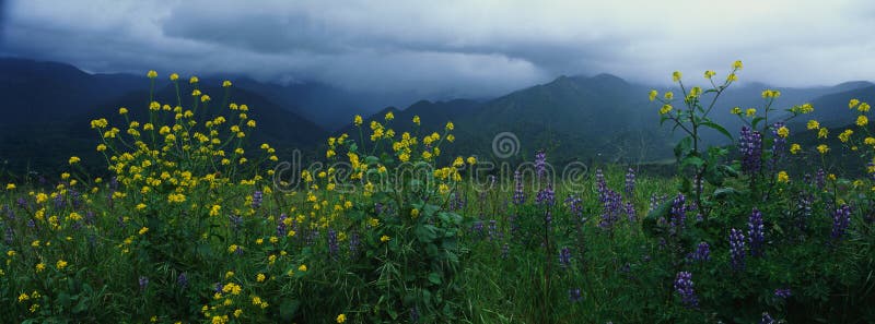 Wiosna wildflowers obraz royalty free Wiosna wildflowers obraz royalty free