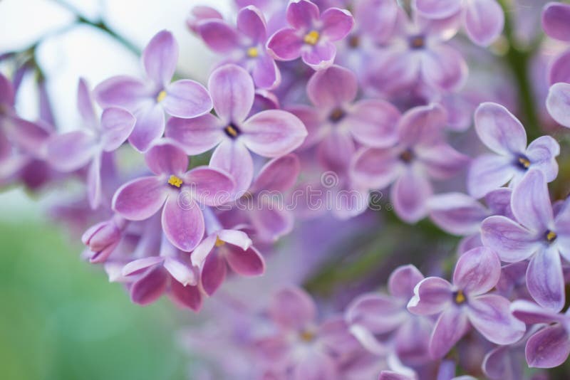 Wiosny gałąź lili okwitnięcia w wiosna ogródzie Miękka selekcyjna ostrość tła naturalny kwiecisty fotografia stock Wiosny gałąź lili okwitnięcia w wiosna ogródzie Miękka selekcyjna ostrość tła naturalny kwiecisty fotografia stock