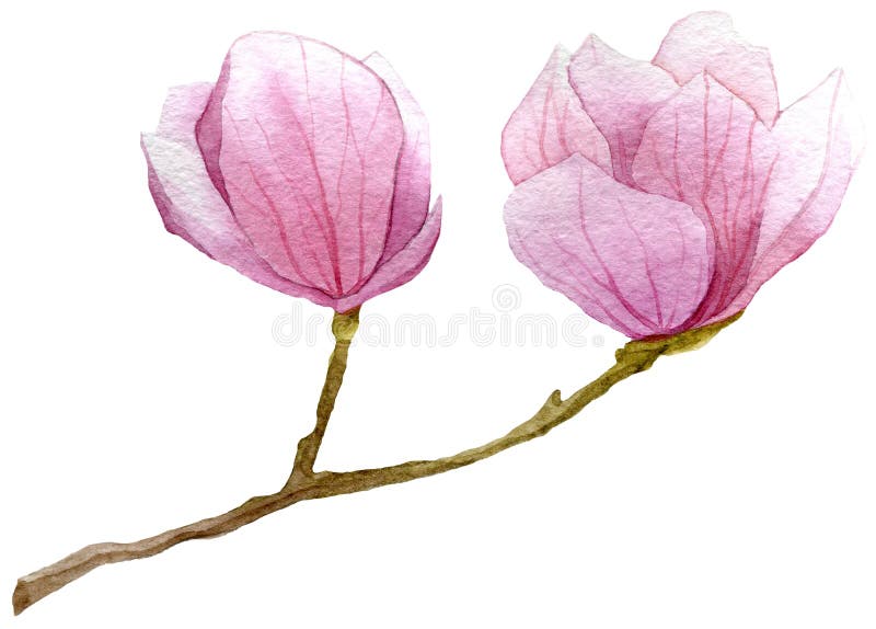 Wiosny tło z akwareli gałąź magnolia Ręka rysująca botaniczna ilustracja ilustracja wektor Wiosny tło z akwareli gałąź magnolia Ręka rysująca botaniczna ilustracja ilustracja wektor