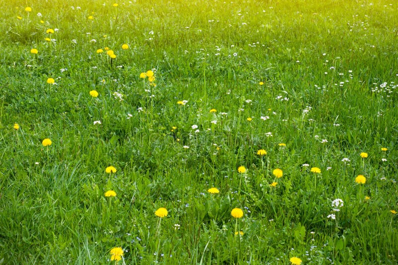 Wiosny łąka z dandelions i inną wiosną kwitnie Panoramiczny widok piękne świeże zielone łąki i kwitnienie kwitnie zdjęcie stock Wiosny łąka z dandelions i inną wiosną kwitnie Panoramiczny widok piękne świeże zielone łąki i kwitnienie kwitnie zdjęcie stock