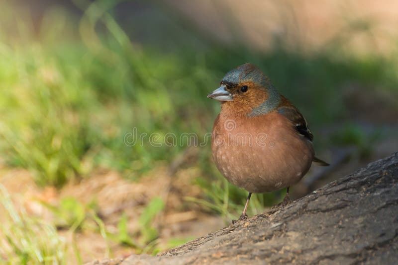 Wiosną chaffinch spoczywał blisko drzewa fotografia royalty free