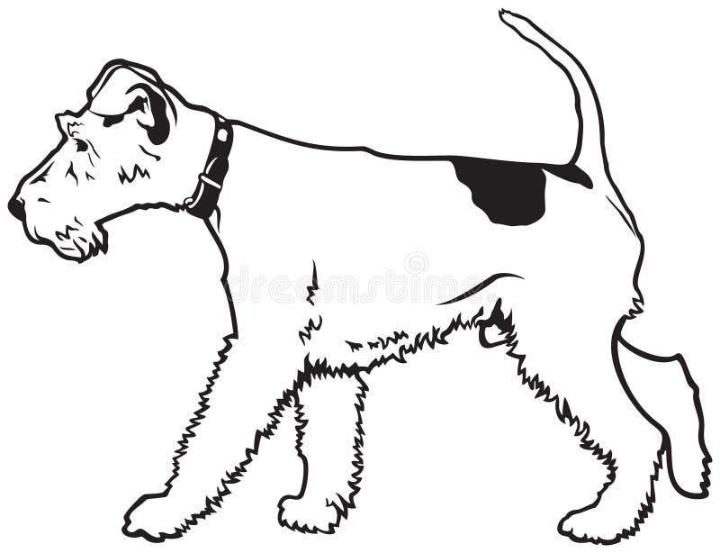white wire fox terrier