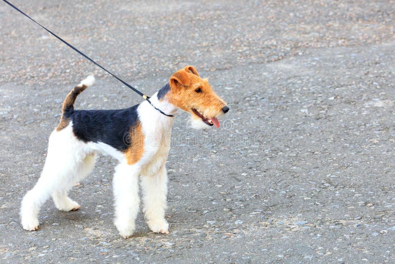 Portrait of a Wirehaired Fox Terrier with a Thin Leather Leash Against a Background of Gray
