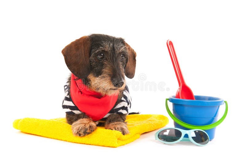 Wire haired dachshund at the beach in swim suit