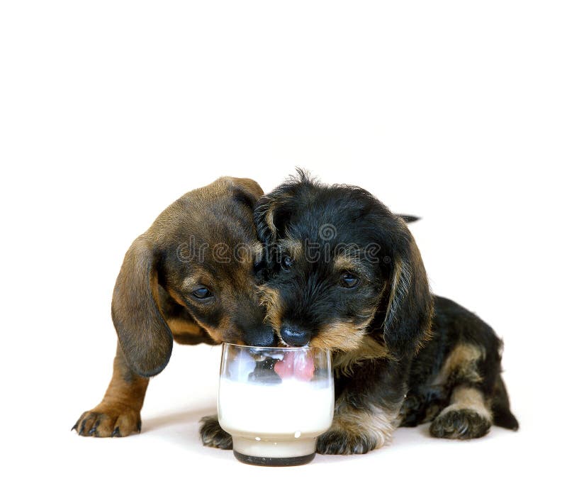 When Can Puppies Drink Puppy Milk