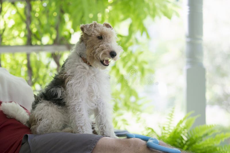 Wire-Haired Fox Terrier