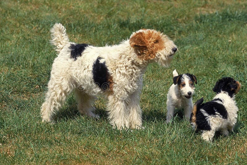 WIRE-HAIRED FOX TERRIER DOG, MOTHER with PUPPIES Stock Photo - Image of  outdoors, adult: 194423024