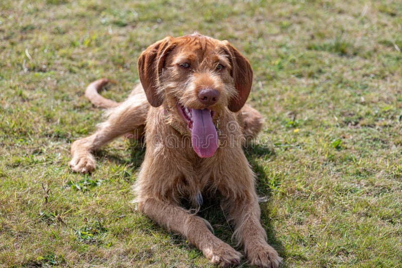 Hungarian Vizsla Pants Hungarian Vizsla Pants