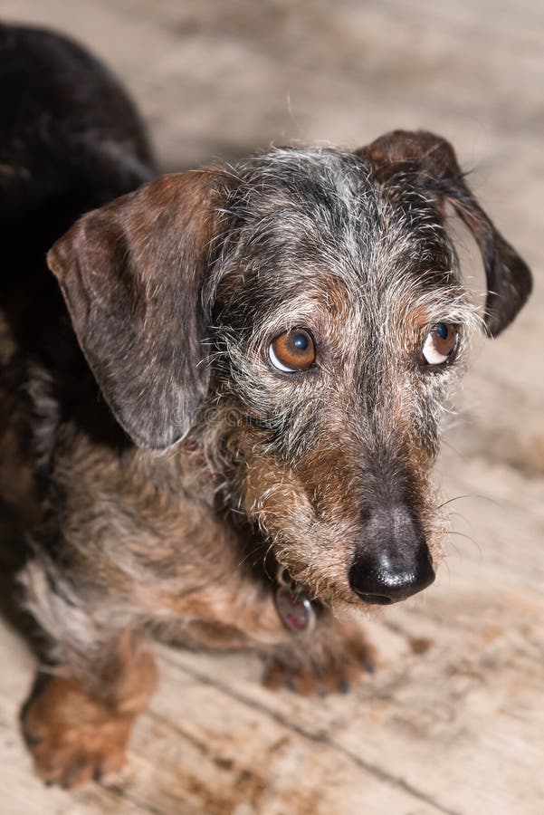 Wirehaired Miniature Dachshund Looking Up Bashfully at Camera Stock