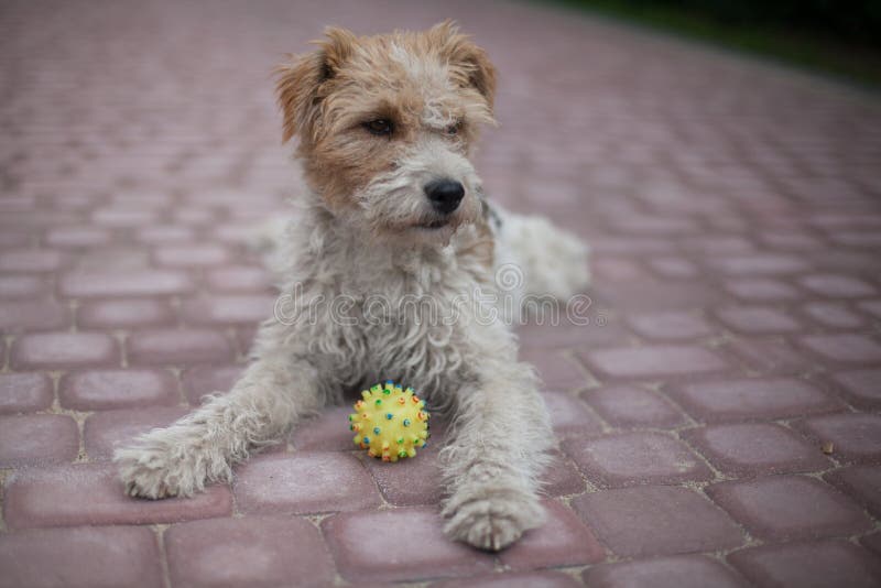 Lying Wired fox terrier dog with a ball