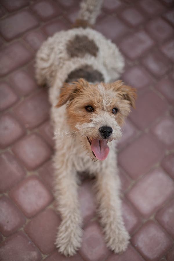 Wired fox terrier dog lying down and ready to play