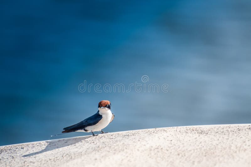 Wired Tailed Swallow on Edge of River Boat stock photo Wired Tailed Swallow on Edge of River Boat stock photo