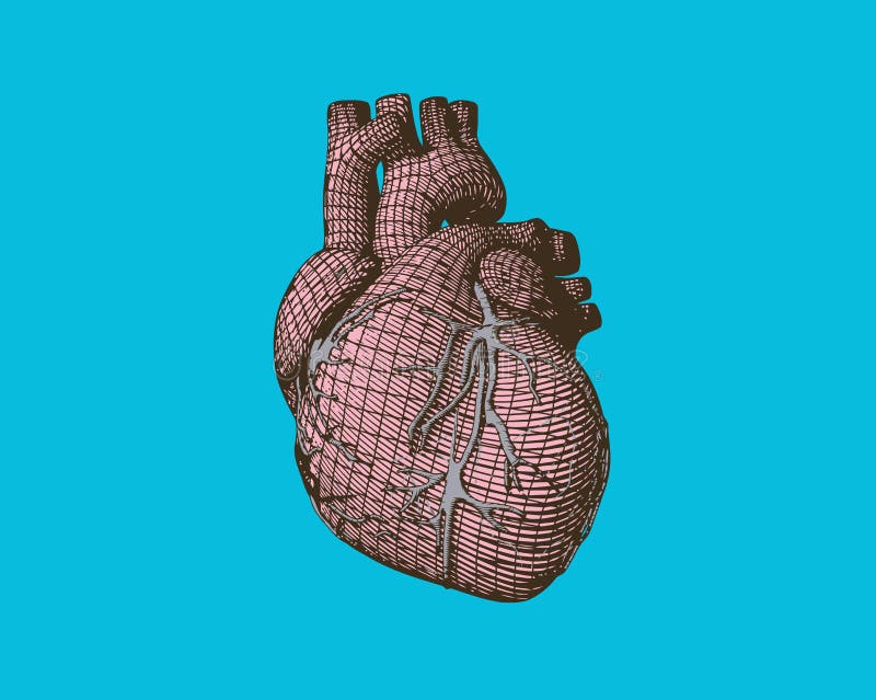 Wireframe rosa del cuore umano su green bg illustrazione vettoriale