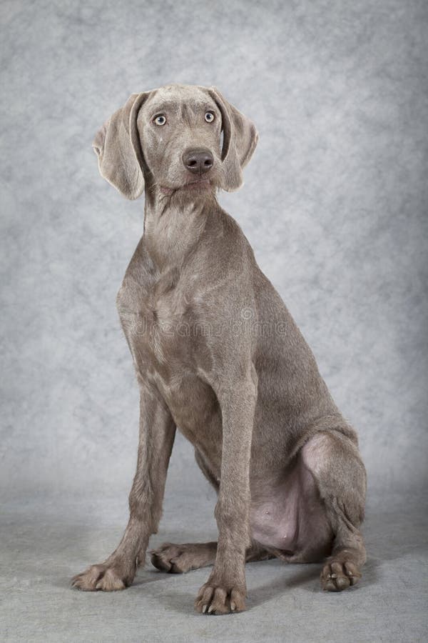 Wirehaired Slovakian pointer dog, five months old