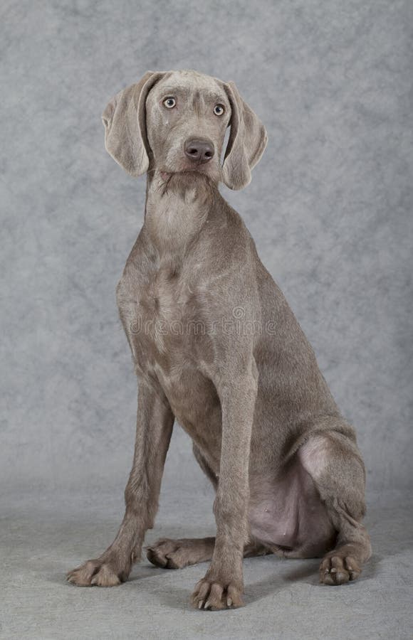 Wirehaired Slovakian pointer dog