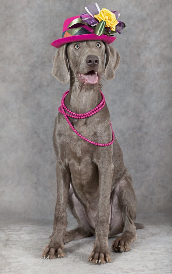 Wirehaired Slovakian pointer dog