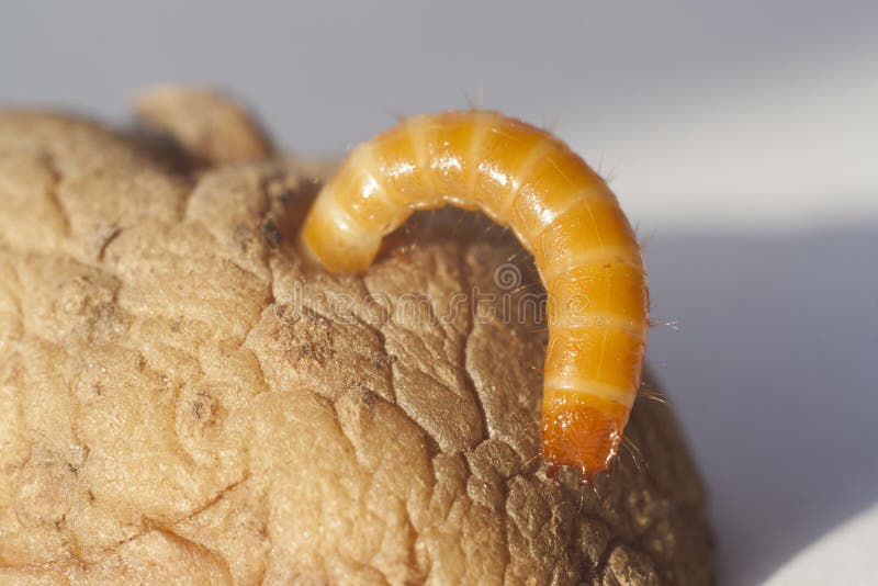 Potato worm stock photo. Image of holes, beetle, pest 20536958