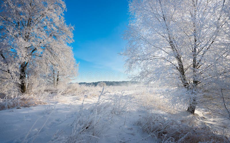 Wirklicher russischer Winter Weißer Schnee und Reif Morgen-Frosty Winter Landscape With Dazzlings, Bäume und ein gesättigter blau stockfotos Wirklicher russischer Winter Weißer Schnee und Reif Morgen-Frosty Winter Landscape With Dazzlings, Bäume und ein gesättigter blau stockfotos