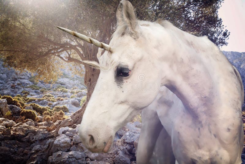 Wirkliches Einhorn, das in steinigen Weg geht lizenzfreies stockbild Wirkliches Einhorn, das in steinigen Weg geht lizenzfreies stockbild