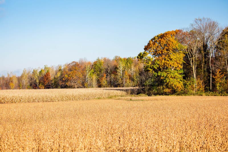 Wisconsin Cornfield and Soybean Field Surrounded by a Colorful Forest