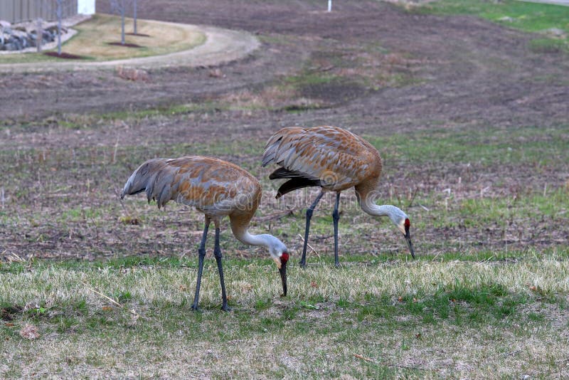 Wisconsin wildlife nature background with crane birds in a city royalty free stock photo Wisconsin wildlife nature background with crane birds in a city royalty free stock photo